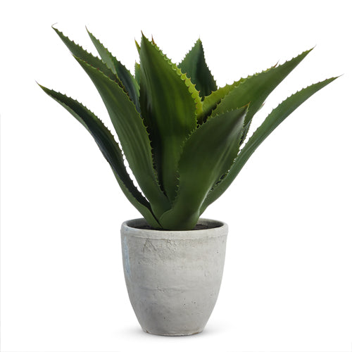 24" Potted Agave