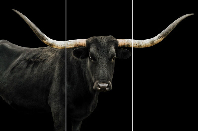 Black Long Horn Triptych